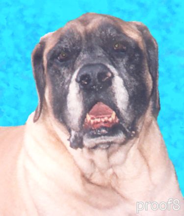 mastiff pop art pet portrait 
