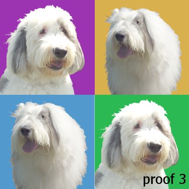 Old English Sheepdog portraits