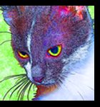 Cat art, portraits pop art cat